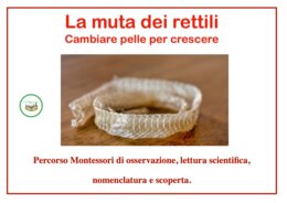 La muta dei rettili-cambiare pelle per crescere;percorso Montessori di osservazione, lettura scientifica, nomenclatura e scoperta