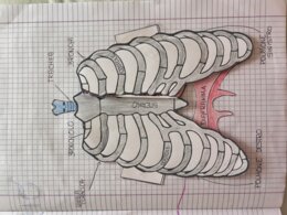APPARATO RESPIRATORIO - MODELLO APRIBILE
