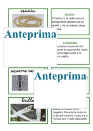 La muta dei rettili-cambiare pelle per crescere;percorso Montessori di osservazione, lettura scientifica, nomenclatura e scoperta