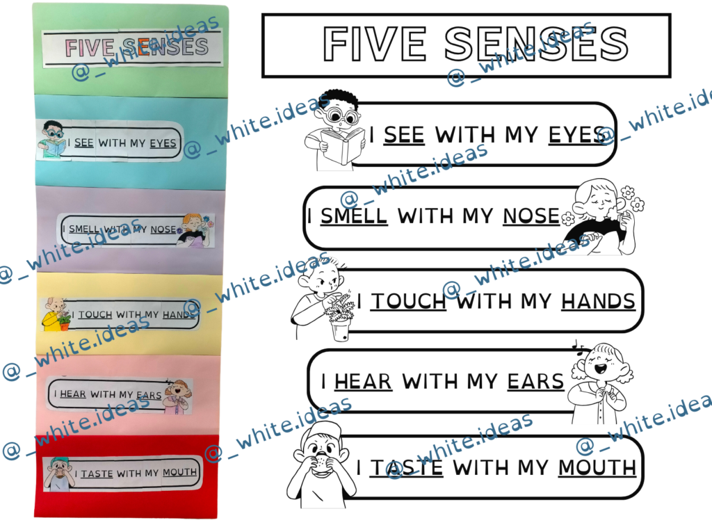 Five Senses - Cinque Sensi – Scuola Primaria English • Edudoro