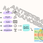 Mappe concettuali storia terza elementare: homo sapiens e neoliticoDigitale