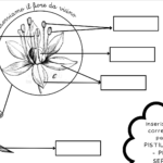 il fiore dell’accoglienzaDigitale