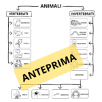 LAPBOOK IL LEGNO – Le materie prime organiche – scuola media –Digitale