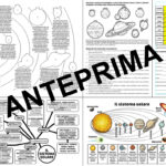L’ albero matematicoDigitale