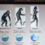 “Carnevale: Flash cards, Maschere tradizionali e moderne, usanze del CarnevaleDigitale