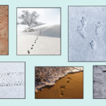 Percorso di attivitå sulladiversità e sull’unicitàDigitale