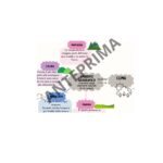 Schede lessicali – Mezzi di trasporto e luoghiDigitale