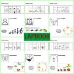 Il ciclo della rana, lapbook ed attivitàDigitale