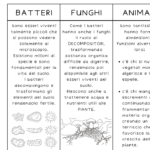 Matematica- classe Prima- I RaggruppamentiDigitale