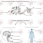 Schede Didattiche Stampabili Alfabeto | Associa Lettere maiuscole e minuscole Attività Taglia e IncollaDigitale