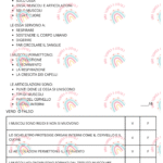 sistema muscolare schemiDigitale