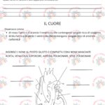 Prova di verifica sul sistema nervoso classe quinta primariaDigitale