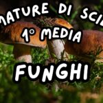 Protisti_KIT MULTIMODALE SCIENZE 1°media_slide+ infografica+ mappa mentale+ disegno da colorare+VERIFICA LE COMPETENZE+OMAGGIO:VIDEO&PODCASTDigitale