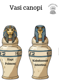 Vasi canopi che troverai nella scheda