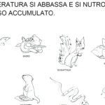 Farm Animals schede didattiche in inglese per la scuola primariaDigitale