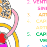 VERIFICA SEMPLIFICATA APPARATO CARDIOCIRCOLATORIODigitale