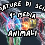 Attività di confronto – linea del tempo – antichi romani – storia classe 5^Digitale